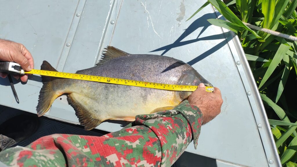 PMA de Corumbá autua paulistano dono de rancho em Corumbá por pescar no rio Paraguai em piracema e apreende barco, motor e pescado