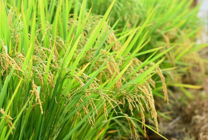 Situação da lavoura gaúcha de arroz é preocupante, mas ainda é cedo para estimar produção
