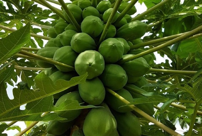 Chuvas ainda devem afetar produção em março