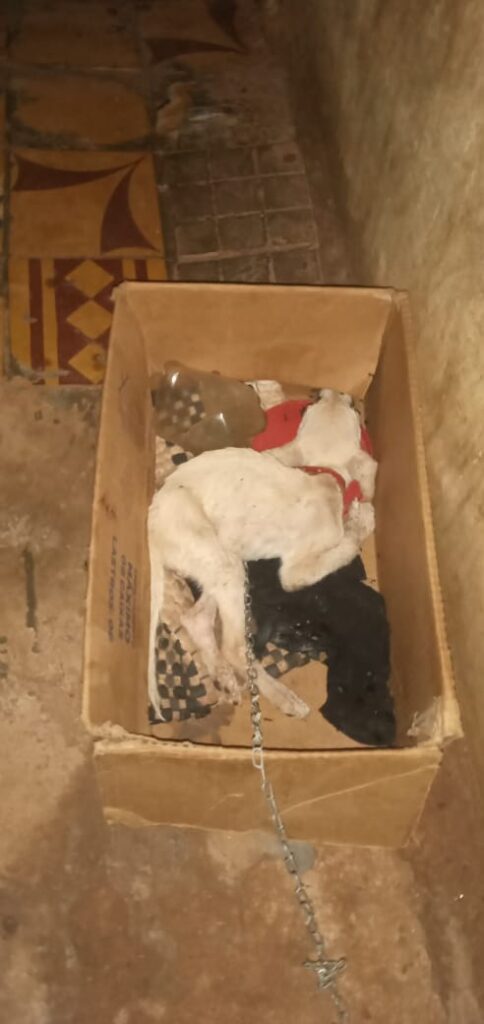 POLÍCIA CIVIL em Corumbá resgata cachorro que estava em inanição