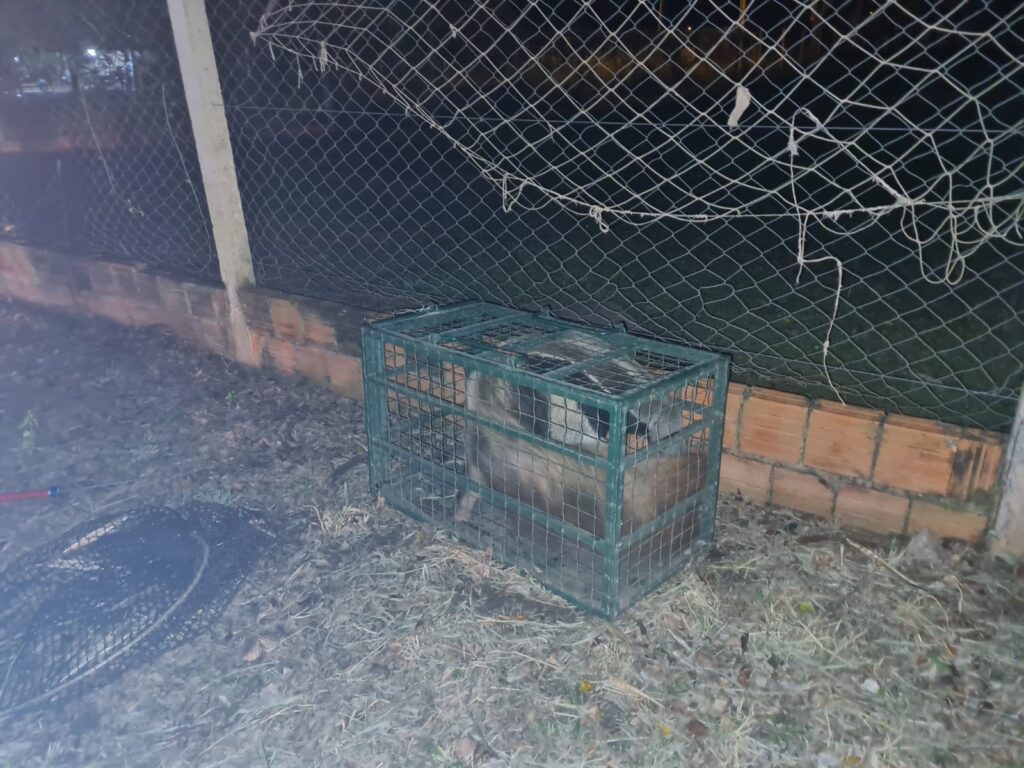 Polícia Militar Ambiental de Bombeiros de Bonito capturam tamanduá-bandeira na rodoviária da cidade