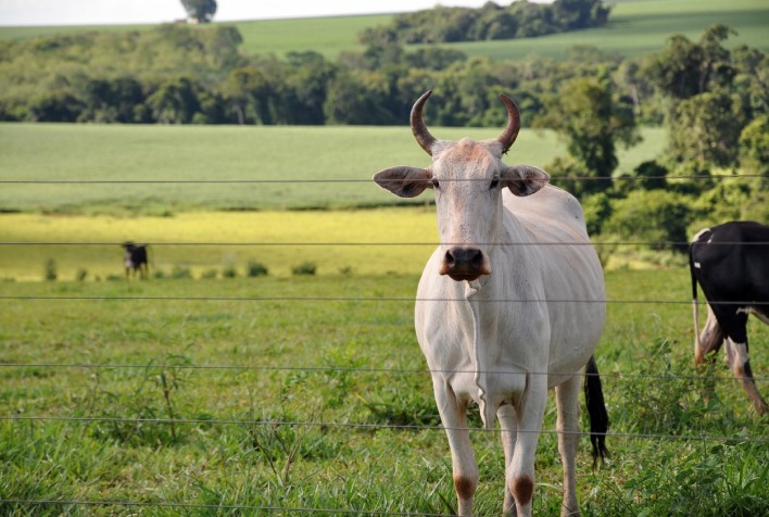 Prova de Eficiência Alimentar Angus tem início com recorde de touros inscritos