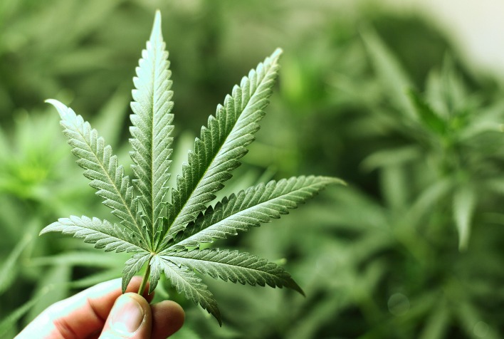 Quantos produtos podem ser feitos a partir da cannabis?