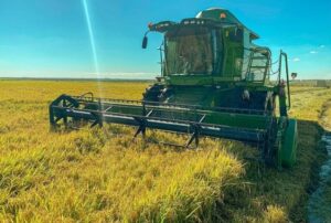 Irga: Colheita de arroz no RS alcança 93%