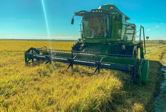 Irga: Colheita de arroz no RS alcança 93%