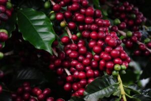 OIC aponta déficit na oferta global de café de 7,3 mi scs em 2022/23