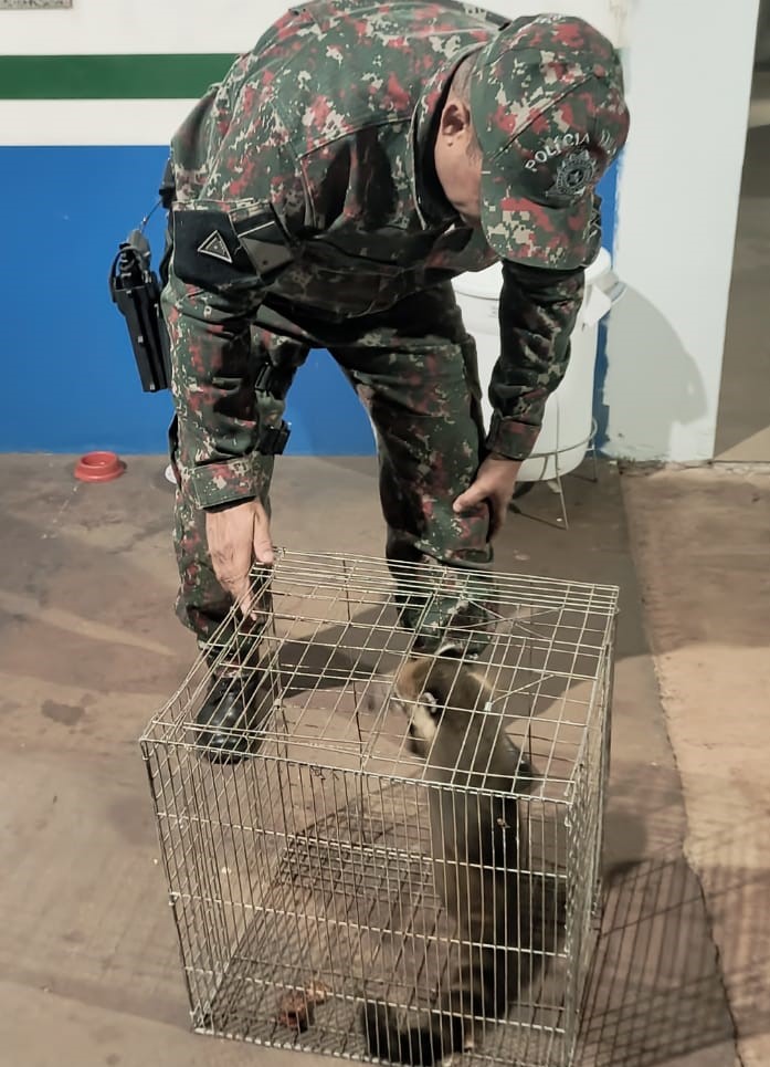 Polícia Militar Ambiental de Amambai captura quati que entrou em residência no centro da cidade depois de acuado por cães