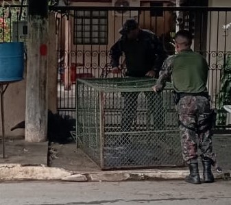 Polícia Militar Ambiental de Miranda captura tamanduá-bandeira passeando de dia pelo centro da cidade