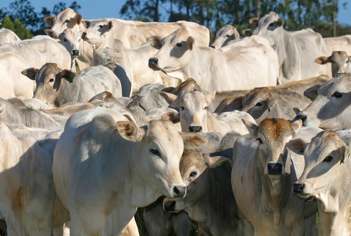 Cerca de 73 milhões de bovinos e bubalinos deverão ser vacinados contra aftosa até o fim do mês