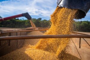 Comercialização da soja brasileira safra 2022/23 chega a 51,6% da produção esperada, aponta DATAGRO Grãos