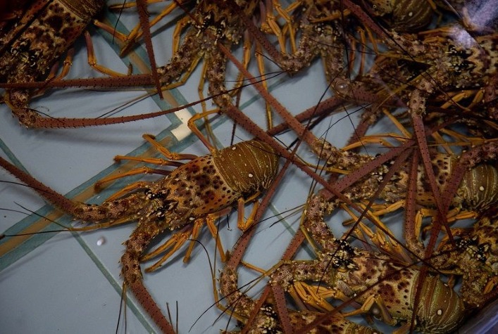 Em norma com poucos avanços, governo sinaliza adoção de medidas futuras para pesca sustentável de lagosta