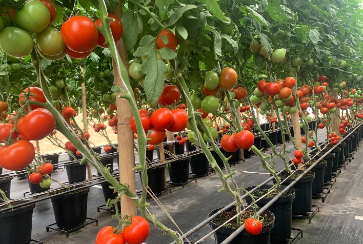 Já em fase de transplantio, cadeia tomateira espera aumento de produção em 18% na Safra de Tomate de 2023