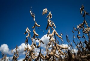 Levantamento consolidado aponta aumento na safra de soja em Mato Grosso e novo recorde; 62 sacas/hectare