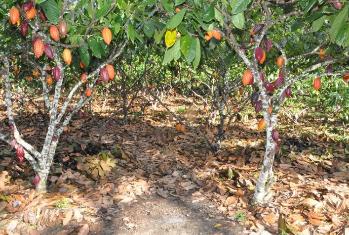 Mapa realiza entrega do bioinsumo Tricovab para produção comercial