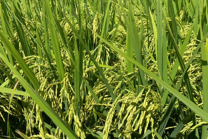 Novas tecnologias embalam campanha de vendas da RiceTec