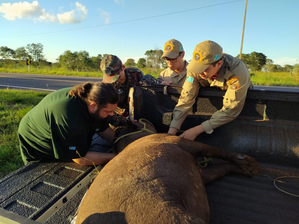 PMA, Bombeiros e biólogos e veterinários do RARAS de Bonito resgatam anta de 270 kg ferida à margem de rodovia depois de atropelada