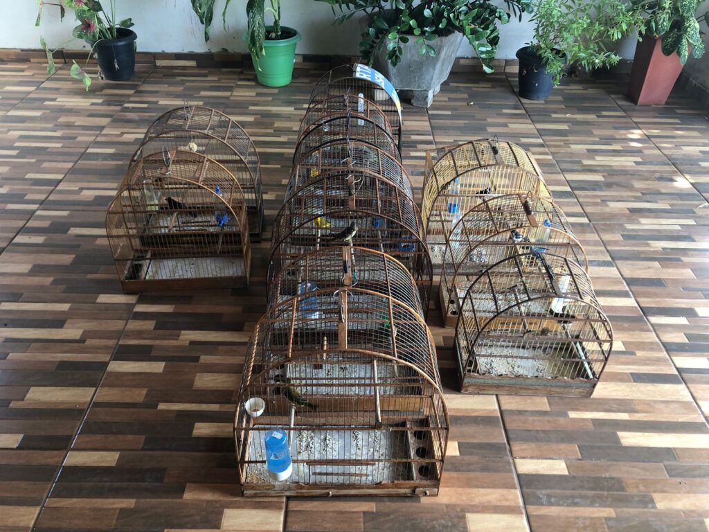 PMA de Aparecida do Taboado prende e autua infrator em R$ 7,5 mil por manter 15 pássaros silvestres ilegalmente em cativeiro