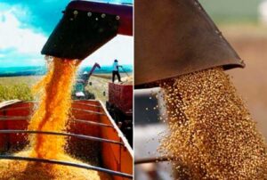 Quais são os impactos do El Niño na produção de soja e milho dos EUA, América do Sul e Mar Negro?