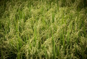 Qualidade da safra de arroz preocupa produtores