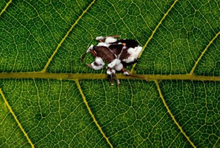 Registro de micoinseticidas cresceu 300% em 6 anos