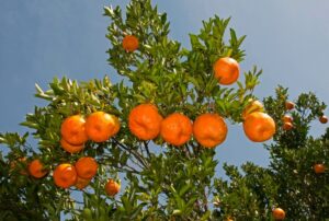 Safra de bergamota sera aberta em 3 de junho