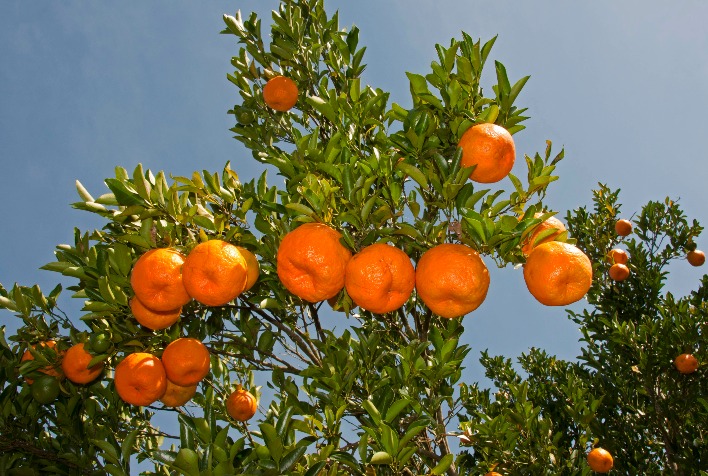 Safra de bergamota sera aberta em 3 de junho