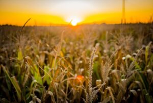 USDA: plantio de milho nos EUA atinge 81%; de soja alcança 66%