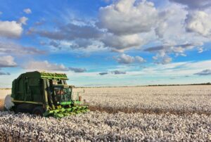 Começa colheita de algodão em Mato Grosso