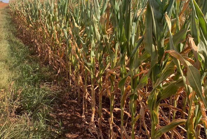 Contratos de arrendamento e parceria têm diferenças nos casos dos atingidos pela estiagem