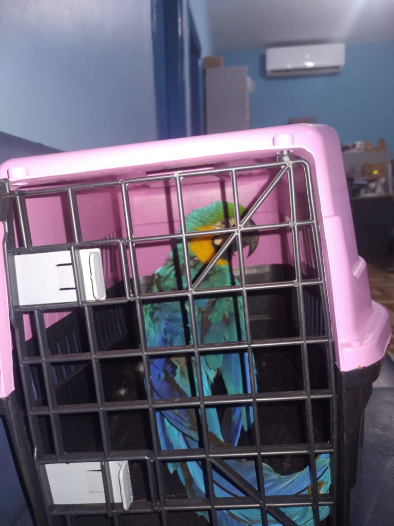 Polícia Militar resgata Arara machucada em Sonora