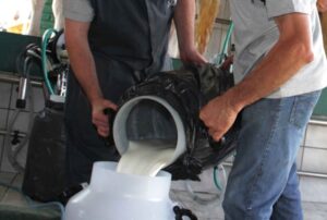 Produtor gaúcho de leite tem prejuízo de renda com alta nas importações