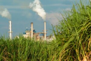 Safra 23/24 no CS mantém trajetória de crescimento