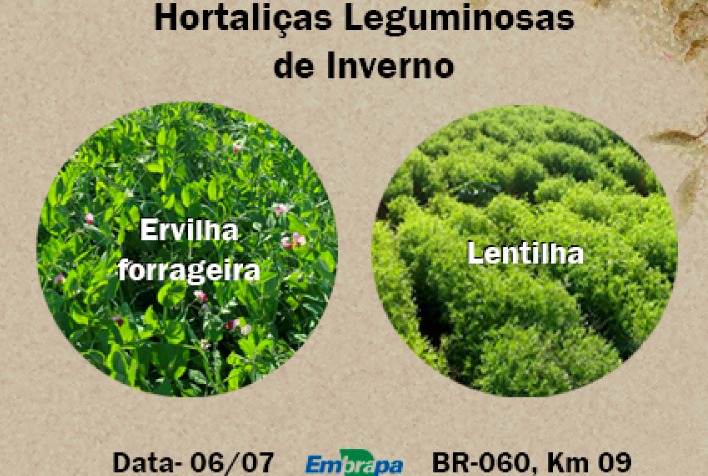 Dia de Campo: leguminosas como alternativas para cultivo irrigado no inverno