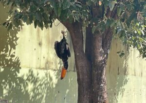 Polícia Civil identifica homem que matou e pendurou um tucano pelos pés numa árvore
