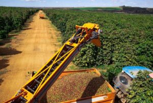 Colheita da safra brasileira de café 2023 está em 80% – SAFRAS