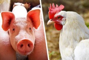 Custos de produção de frangos de corte e de suínos caem em agosto