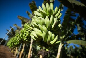 Líder nacional, São Paulo produz 26% da banana do país