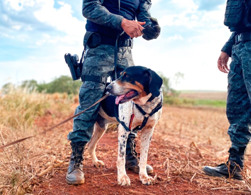 Cão de faro da PMMS realiza buscas por pessoa desaparecida na Aldeia Jaguapiru