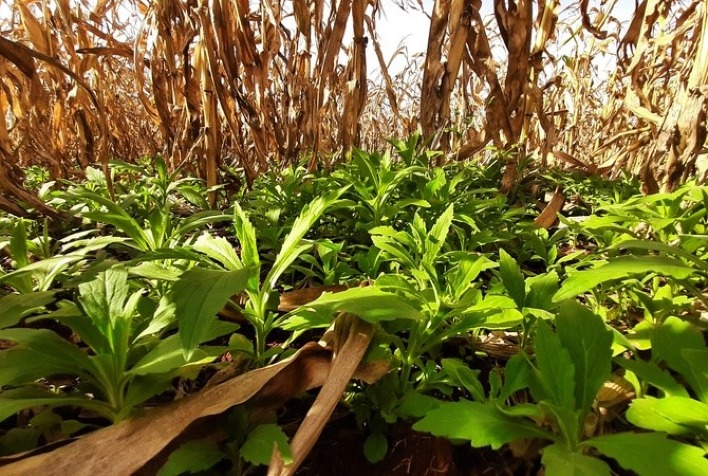 Chuvas no Sul e seca no Cerrado: como fazer um manejo de plantas daninhas assertivo no início da safra de soja