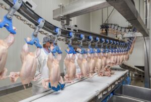 Desempenho do frango abatido na 43ª semana de 2023, quarta do mês de outubro