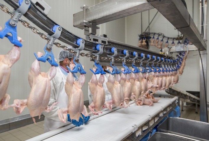 Desempenho do frango abatido na 43ª semana de 2023, quarta do mês de outubro