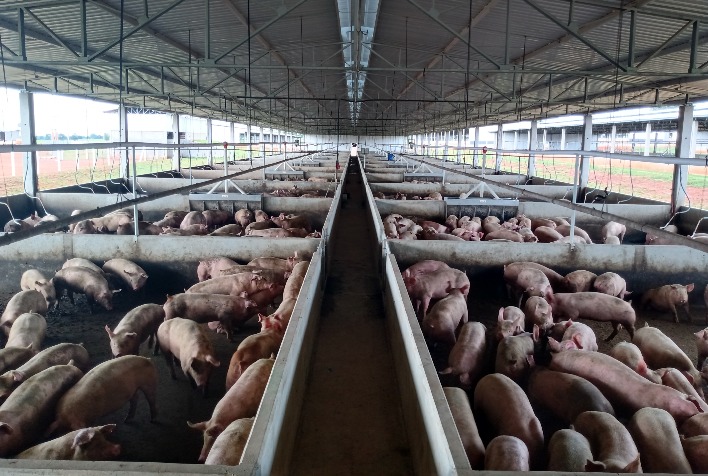 Desempenho do suíno, na granja, na 42ª semana de 2023