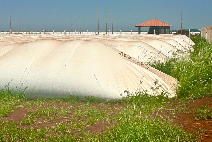 Estudo compara a qualidade dos grãos armazenados em silos bolsas e metálicos
