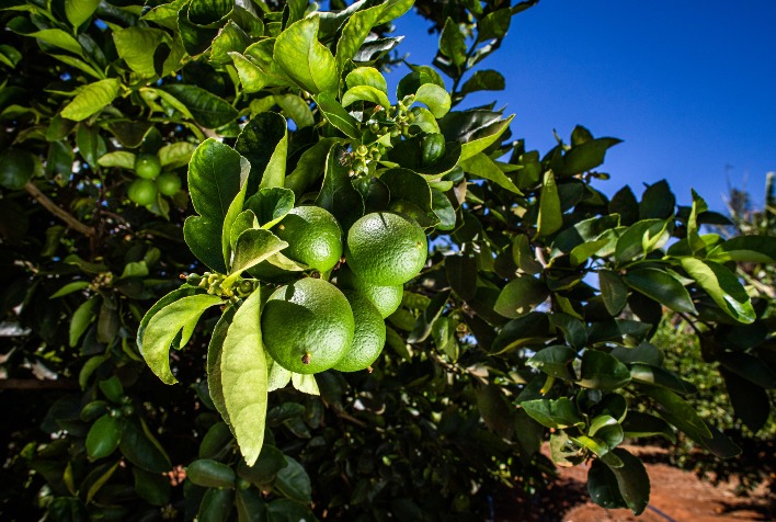 Limão: após alta em setembro, cotações da fruta recuam em outubro