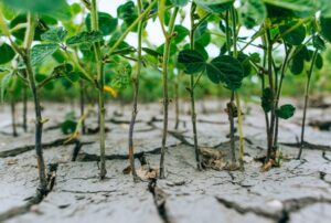 Seca impacta na produção de soja na Argentina e gera reflexo no Brasil
