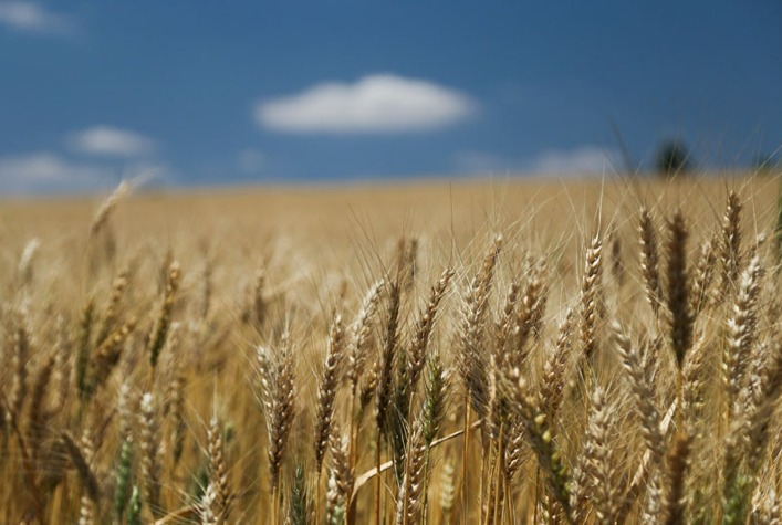 Trigo argentino vem perdendo vigor