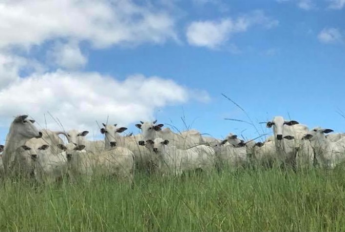 USDA estima crescimento de 2,6% na produção de carne bovina brasileira para 2024