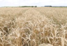 Leilões de apoio à comercialização e ao escoamento de trigo têm resultado positivo