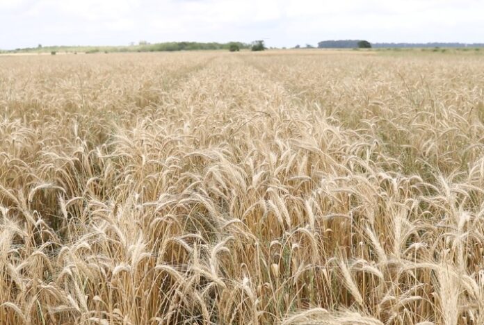 Leilões de apoio à comercialização e ao escoamento de trigo têm resultado positivo