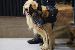 Polícia Civil é convidada a participar de audiência pública na Câmara de vereadores a respeito da proteção dos direitos dos animais em Ponta Porã